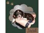Havanese Puppy for sale in Laredo, MO, USA