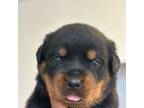 Rottweiler Puppy for sale in Chino, CA, USA