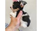 Yorkshire Terrier Puppy for sale in Fort Myers, FL, USA