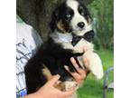Mutt Puppy for sale in Hopkins, MO, USA