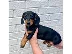 Dachshund Puppy for sale in Walnut, MS, USA