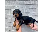 Dachshund Puppy for sale in Walnut, MS, USA