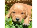Golden Retriever Puppy for sale in Kendallville, IN, USA