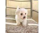 Maltipoo Puppy for sale in Apple Valley, CA, USA