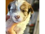 Shih Tzu Puppy for sale in West Warwick, RI, USA