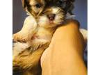 Shih Tzu Puppy for sale in West Warwick, RI, USA