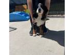 Bernese Mountain Dog Puppy for sale in Mankato, MN, USA
