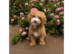 Poodle (Toy) Puppy for sale in Mankato, MN, USA