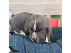 Basset Hound Puppy for sale in Mesa, AZ, USA