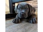 Cane Corso Puppy for sale in Arcadia, FL, USA