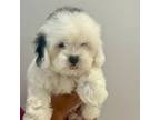 Mutt Puppy for sale in Miami, FL, USA