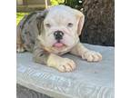 Bulldog Puppy for sale in Joplin, MO, USA