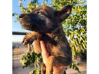 Mutt Puppy for sale in Maricopa, AZ, USA