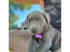 Labrador Retriever Puppy for sale in Manhattan, KS, USA