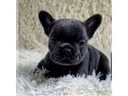 French Bulldog Puppy for sale in Tampa, FL, USA