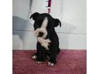 Boston Terrier Puppy for sale in Burnsville, MN, USA