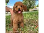 Poodle (Toy) Puppy for sale in Saint Cloud, FL, USA