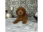 Cavapoo Puppy for sale in Franklin, IN, USA