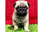Pug Puppy for sale in Loogootee, IN, USA