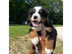 Bernese Mountain Dog Puppy for sale in Franklin, IL, USA