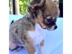 Chihuahua Puppy for sale in Douglas, MI, USA