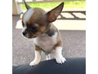 Chihuahua Puppy for sale in Douglas, MI, USA