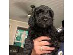 Miniature Labradoodle Puppy for sale in Harbor Springs, MI, USA