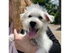 West Highland White Terrier Puppy for sale in Clifton, NJ, USA