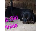 Rottweiler Puppy for sale in San Antonio, TX, USA