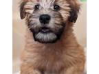 Soft Coated Wheaten Terrier Puppy for sale in Duncombe, IA, USA
