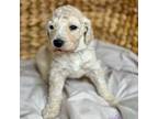 Goldendoodle Puppy for sale in Polk City, FL, USA
