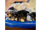 Rat Terrier Puppy for sale in Warsaw, VA, USA
