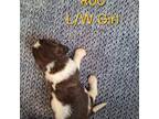 English Springer Spaniel Puppy for sale in Rosalia, WA, USA