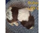 English Springer Spaniel Puppy for sale in Rosalia, WA, USA