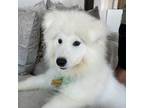 Samoyed Puppy for sale in Phoenix, AZ, USA