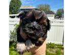 Shih Tzu Puppy for sale in Glens Falls, NY, USA