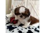 Shih Tzu Puppy for sale in Glens Falls, NY, USA