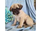 Puggle Puppy for sale in Greenwood, WI, USA