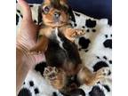Dachshund Puppy for sale in Plum, PA, USA