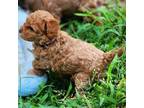 Poodle (Toy) Puppy for sale in Tulsa, OK, USA