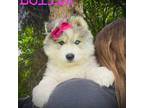 Siberian Husky Puppy for sale in Missoula, MT, USA