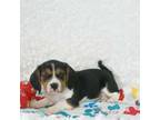 Beaglier Puppy for sale in Pottersville, MO, USA