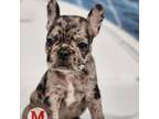 French Bulldog Puppy for sale in Joplin, MO, USA