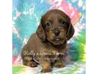 Dachshund Puppy for sale in Cleveland, TN, USA