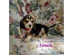 Red collar beagle