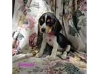Pink Collar Beagle