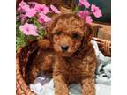 Mutt Puppy for sale in Falcon, MO, USA