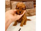 Poodle (Toy) Puppy for sale in Cullman, AL, USA