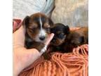 Yorkshire Terrier Puppy for sale in Wiggins, CO, USA