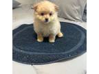 Pomeranian Puppy for sale in Perris, CA, USA